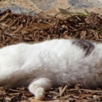 Thumbnail of post image 185